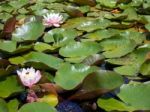 Water Lilies At Hever Castle Stock Photo