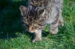 European Wildcat (felis Silvestris Silvestris) Stock Photo