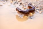 Siamese Pointy Tail Millipede Crawling On The Wet Soil Stock Photo