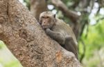 Monkey Sitting On Tree Stock Photo
