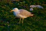 The Close-up Of The Gull Stock Photo