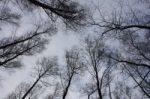 Naked Branches Of Treetops On Sky Background Stock Photo