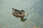Duck Swimming In Lake Stock Photo