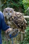 Eurasian Eagle-owl (bubo Bubo) Stock Photo