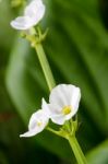 White Flower Of Creeping Burhead Stock Photo