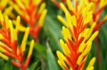 Colorful Bromeliad Flower Stock Photo