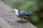Isolated Photo Of A White-breasted Nuthatch Bird Stock Photo