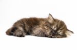 Gray Brown Kitten On A White Background Stock Photo