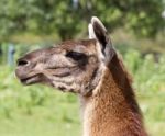The Serious Llama Close-up Stock Photo