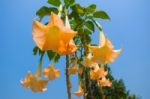 Datura Flowers On Blue Sky Stock Photo