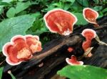 Mushroom On Black Log Stock Photo