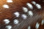 Spotted Deer Skin Stock Photo