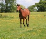 Yearling Thoroughbred Foal Stock Photo