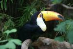 Toucan Stock Photo