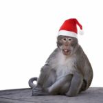 Long-tailed Macaque Monkey With Christmas Santa Hat Isolated On Stock Photo