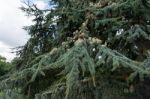 Atlas Cedar (cedrus Atlantica) Stock Photo