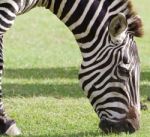 The Close-up Of The Eating Zebra Stock Photo