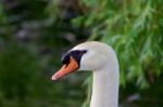 The Portrait Of The Mute Swan Stock Photo