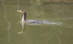 The Double-crested Cormorant Is Swimming Stock Photo