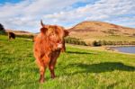 Highland Angus Cow Stock Photo