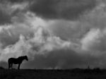 Lone Horse Silhouetted On A Hill In Black And White Stock Photo