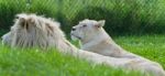 Picture With Two White Lions Laying Together Stock Photo
