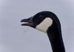 Picture With A Funny Canada Goose Screaming Stock Photo