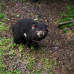 Tasmanian Devil Found During The Day In Tasmania Stock Photo