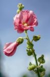 Pink Mallow Flowering In East Grinstead Stock Photo