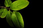 Guava Tree Leaves At Night Stock Photo