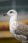 Seagull Bird In The City Docks Stock Photo