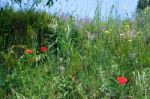 Poppies Growing In Val D'orcia Tuscany Stock Photo