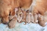 First Day Of Golden Retriever Puppies Stock Photo