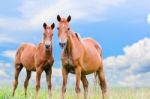 Brown Horse And Foal Looking Stock Photo