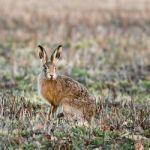 Hare - Lepus Or Jackrabbit Stock Photo
