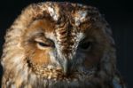 Tawny Owl (strix Aluco) Stock Photo