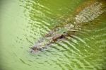 Alligator In Water Stock Photo