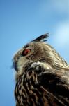 Rock Eagle-owl Stock Photo