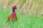Colorful Pheasant Rooster Upright In Green Meadow Stock Photo