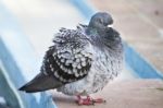 Pigeon With Cold Stock Photo