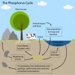 The Phosphorus Cycle Stock Photo