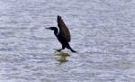 Isolated Image Of A Cormorant Landing To Lake Stock Photo