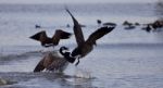 Beautiful Isolated Image With Canada Geese In Flight Stock Photo