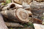 Timber Cutting Stock Photo