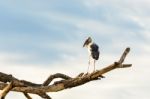 Asian Openbill (anastomus Oscitans) White Bird Standing Alone Stock Photo