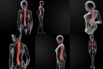 3d Rendering Illustration Of The Spine Bone Stock Photo