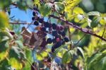 Group Of Blackberries Stock Photo