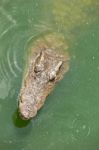 Crocodile Head With Closed Jaws Closeup Stock Photo