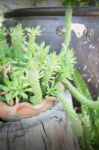 Green Plant Pot In Home Garden Stock Photo