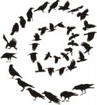 Carrion Crow In A Spiral Stock Photo